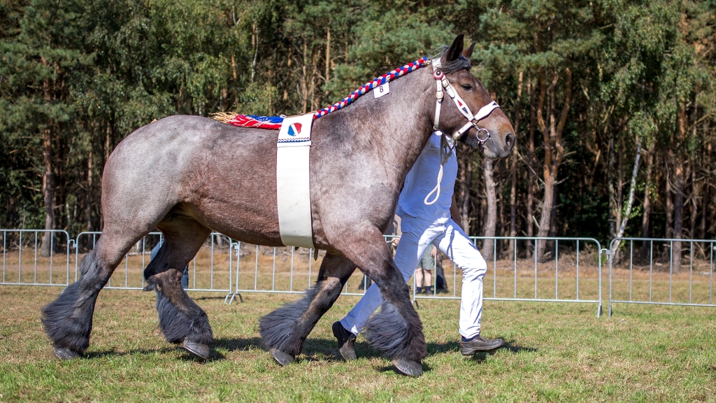 Lierop Fokpaardendag 2016 (38).jpg - Lierop Fokpaardendag 2016